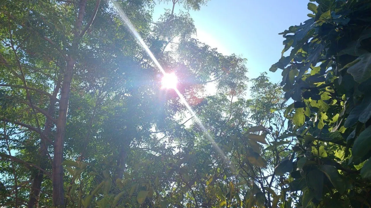 El sol asomándose entre las ramas de un árbol. Foto: Gerardo Lares.