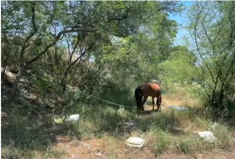 Salvan a manada de caballos de morir calcinados en incendio. Foto. PC Escobedo