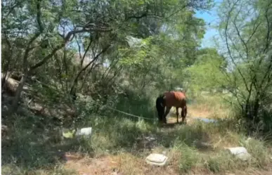 Brigadistas salvan a caballos de morir calcinados en Escobedo