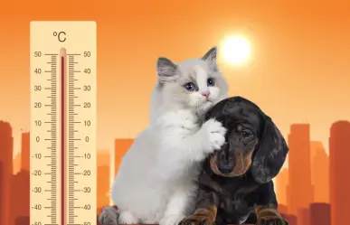 ¿Qué hacer con las mascotas en tiempo de calor?