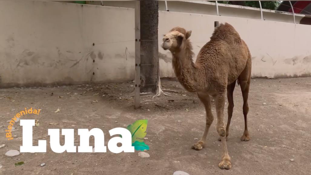 Descubre a Luna, la nueva hembra de dromedario en el Zoológico de Tamatán