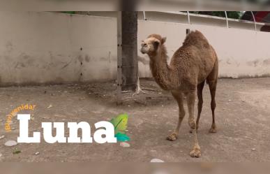 Descubre a Luna, la nueva hembra de dromedario en el Zoológico de Tamatán