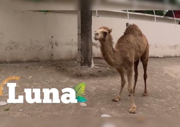 Descubre a Luna, la nueva hembra de dromedario en el Zoológico de Tamatán