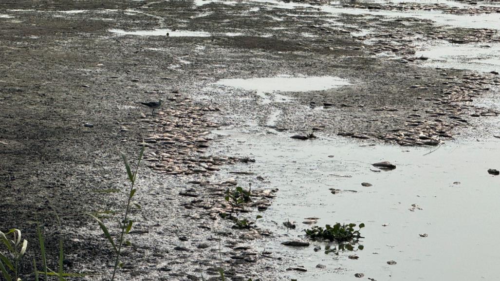 Laguna del Chairel apesta a muerte