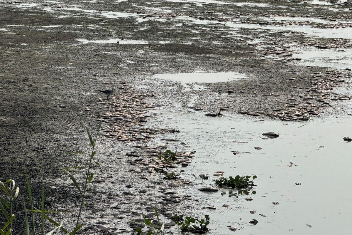 Cientos de peces han muerto debido al bajo nivel del sistema lagunario. Foto: Ignacio Aceves