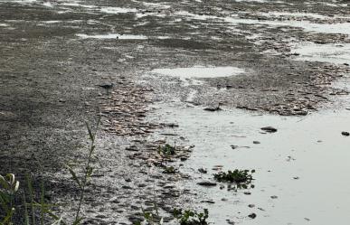 Laguna del Chairel apesta a muerte