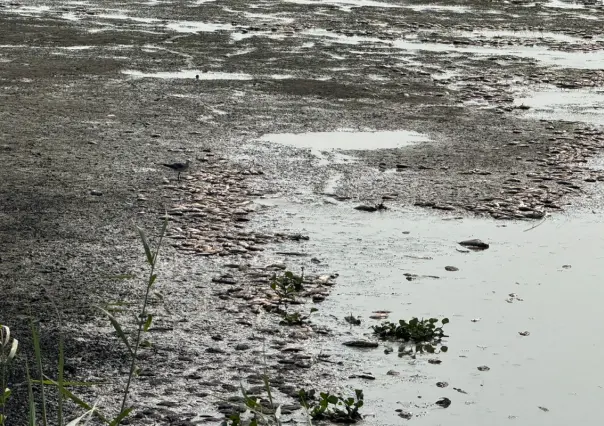 Laguna del Chairel apesta a muerte