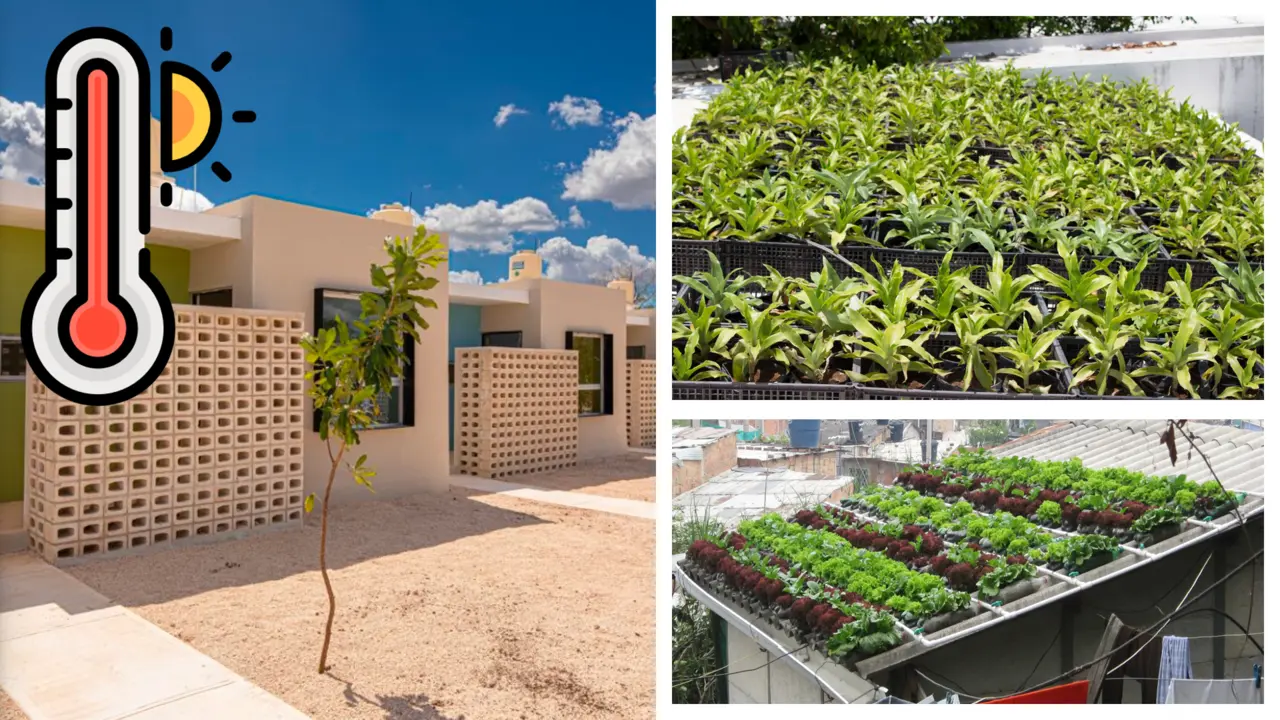 Las plantas son colocadas en huacales con maceteros para evitar la humedad en el techo de las casas Foto: Redes sociales