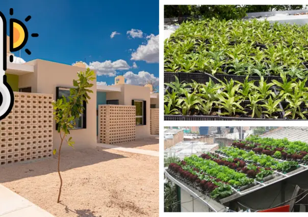 Techos Verdes: Una barata e ingeniosa solución ecológica para combatir el calor