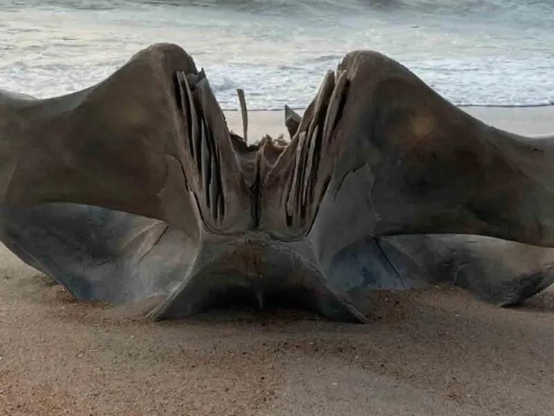 El fragmento era parte de la cavidad craneal de una criatura marina, y que el animal puede crecer hasta 18 metros de largo y pesar hasta 40 toneladas. Foto: National Park Service