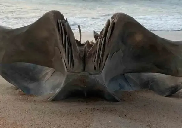 Encuentran cráneo gigante de una criatura en Carolina del Norte