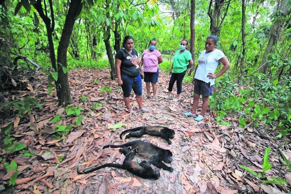 Mueren al menos 10 monos aulladores por calor intenso en Tabasco