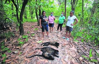 Mueren al menos 10 monos aulladores por calor intenso en Tabasco