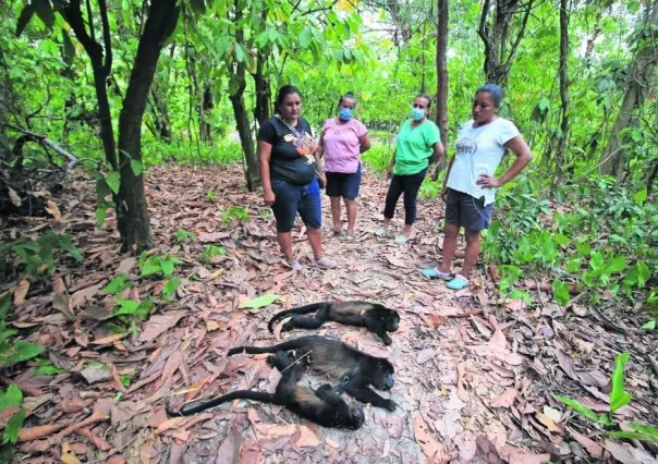 Mueren al menos 10 monos aulladores por calor intenso en Tabasco