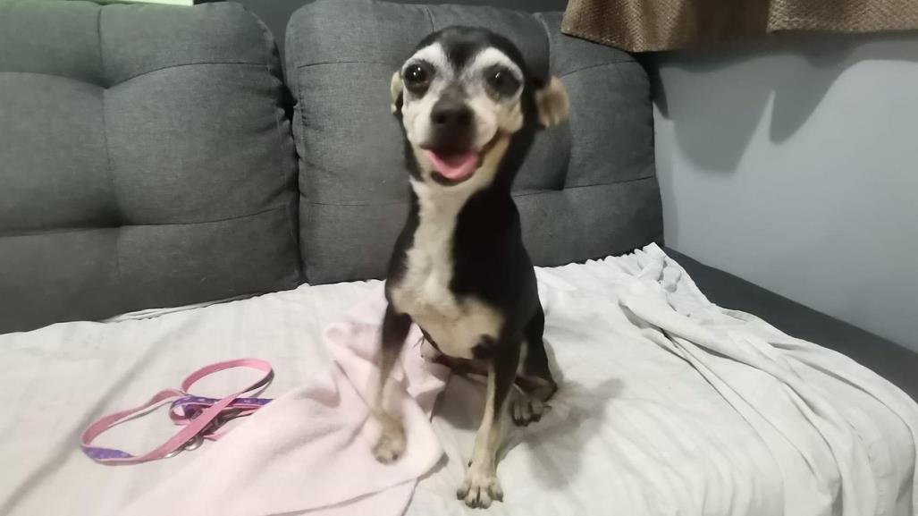 Adoptan a perrita que quedó abandonada tras fallecer su dueño en Juárez