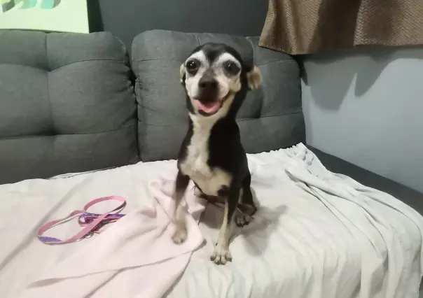 Adoptan a perrita que quedó abandonada tras fallecer su dueño en Juárez