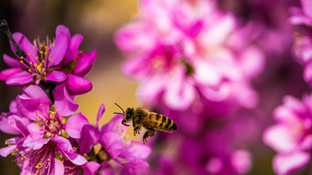 Día internacional de las abejas: ¿Nuestra existencia depende de ellas?