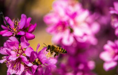 Día internacional de las abejas: ¿Nuestra existencia depende de ellas?