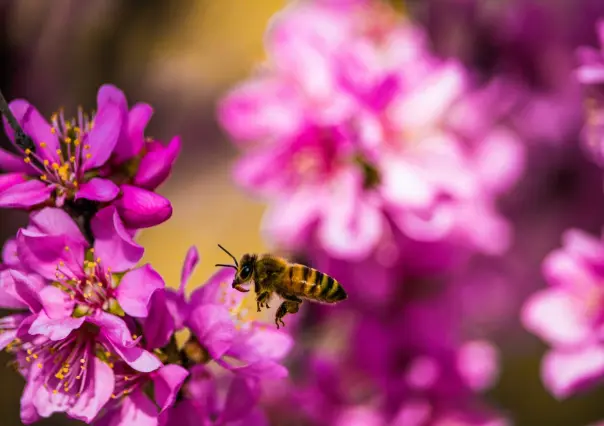 Día internacional de las abejas: ¿Nuestra existencia depende de ellas?