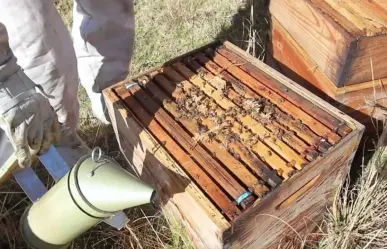 Busca Edomex aumentar la producción de miel de abeja