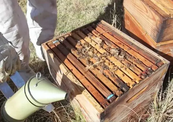 Busca Edomex aumentar la producción de miel de abeja