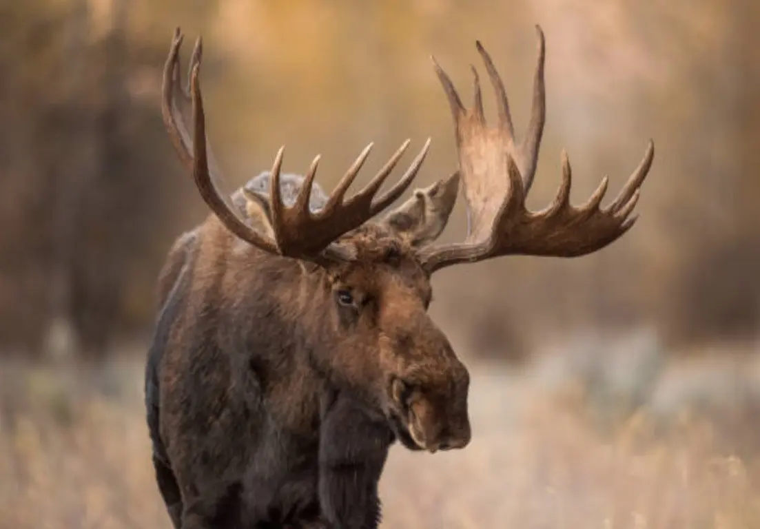 Este trágico suceso recuerda la importancia de respetar la naturaleza y la vida silvestre. Foto: iStock.