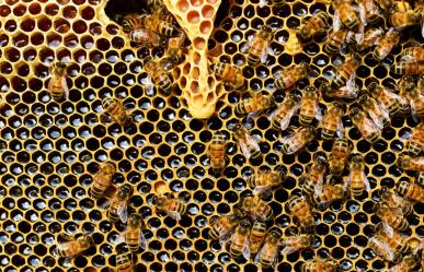 Día Mundial de las Abejas: ¿Conoces estos 5 datos curiosos?
