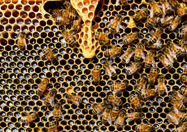 Día Mundial de las Abejas: ¿Conoces estos 5 datos curiosos?