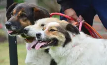Impulsan reforma para bienestar animal en Edomex