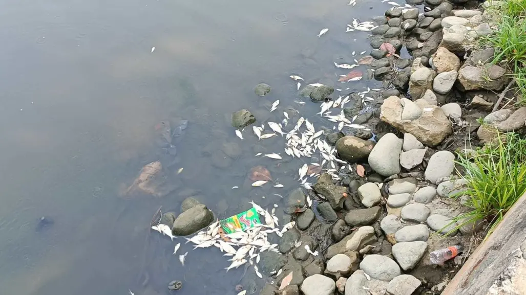 Emergencia en Villahermosa: peces amanecen muertos en la Laguna