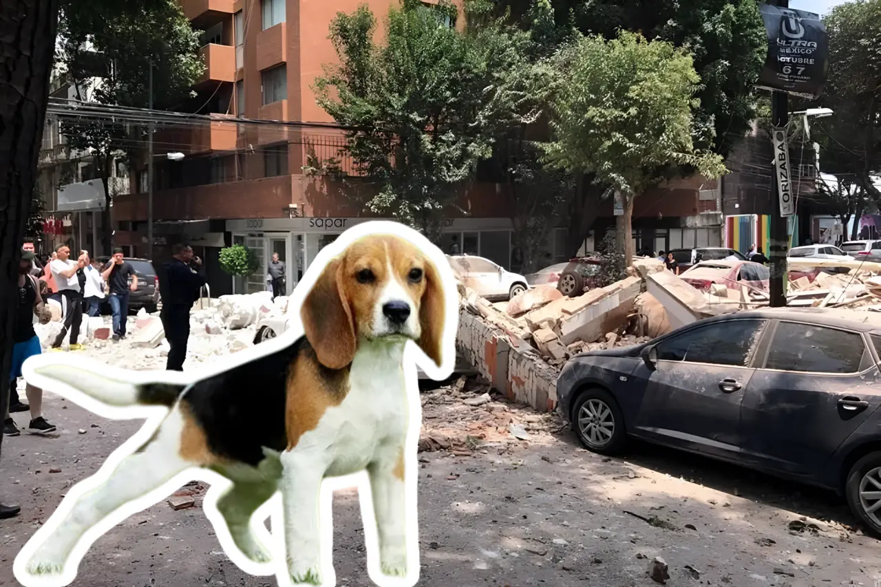 Destrozos de sismo en CDMX y la imagen de un perro.     Foto: Especial