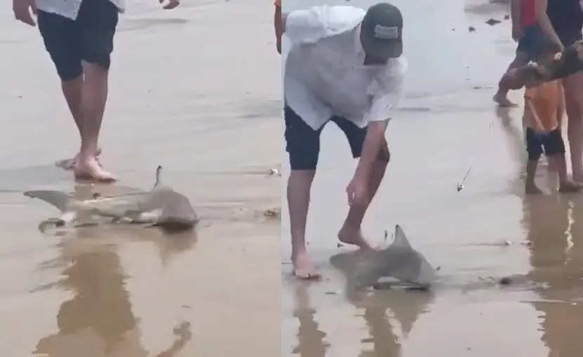 Un pequeño tiburón fue avistado en la zona costera de la Isla del Padre. Foto.  NoticiasYa 48