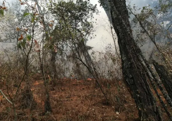 Aumentó el calor y también los incendios forestales en Edomex