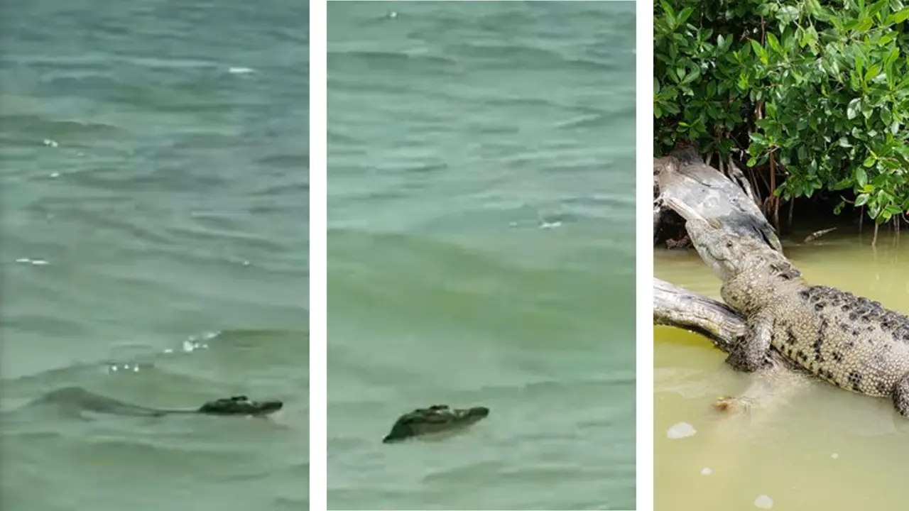 El reptil fue grabado nadando por las aguas esmeraldas del puerto Foto: Redes sociales