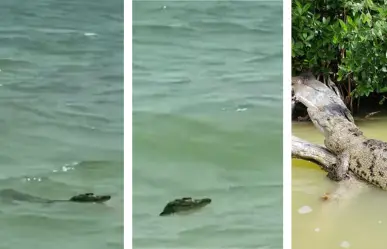 ¡Avistan cocodrilo en la Playa de Celestún!: Alertan a bañistas