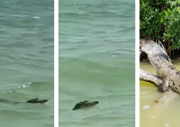 ¡Avistan cocodrilo en la Playa de Celestún!: Alertan a bañistas