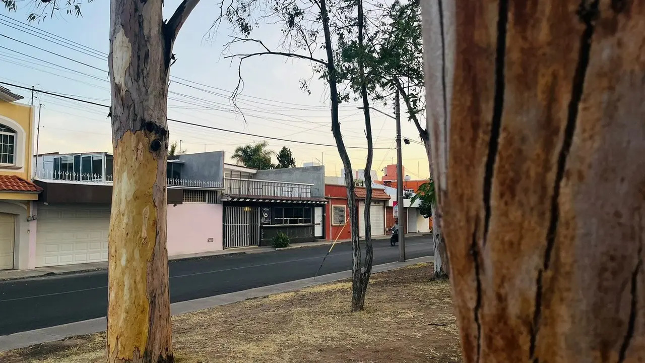 Se han perdido árboles tras las altas temperaturas registradas. Foto: Jesús Carrillo.