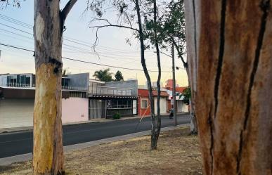 Hay pérdida de arbolado por altas temperaturas