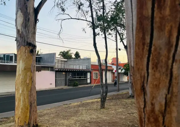 Hay pérdida de arbolado por altas temperaturas