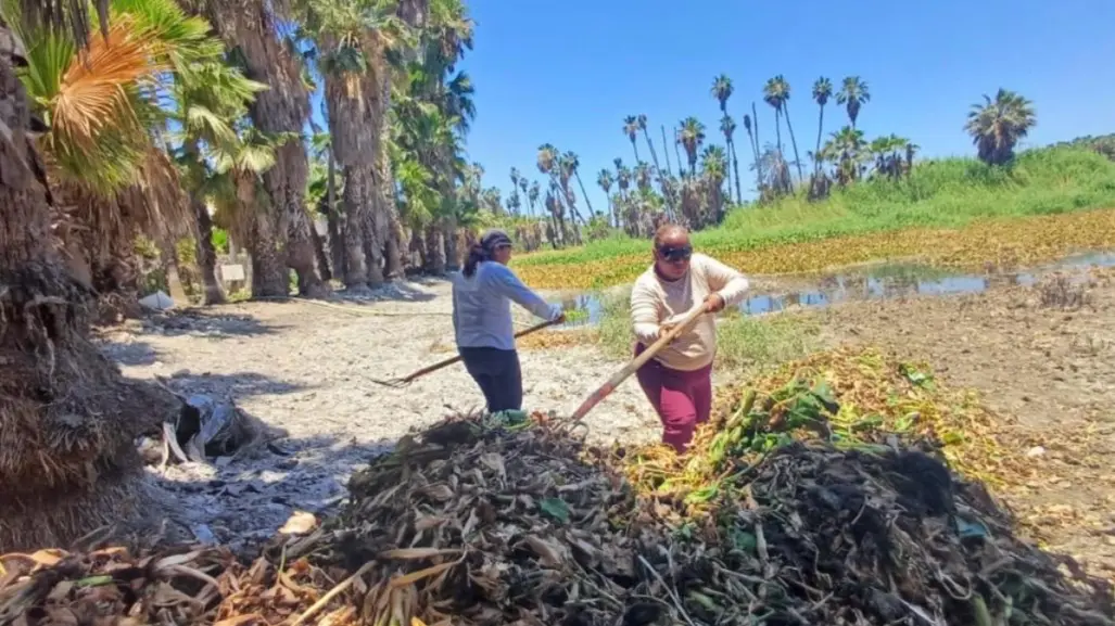 Se agrava en verano reproducción de lirio en estero de San José del Cabo