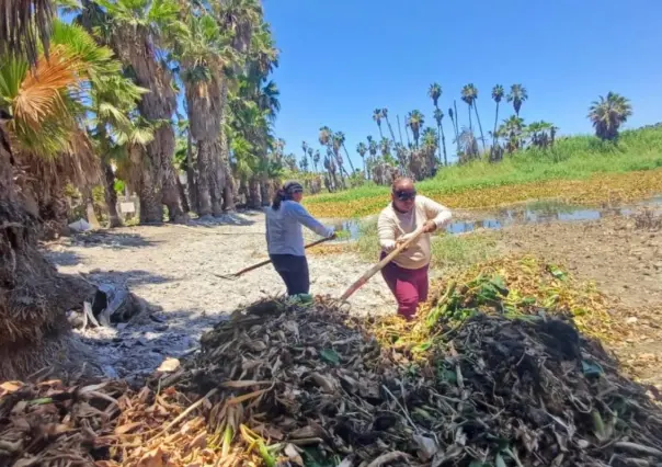 Se agrava en verano reproducción de lirio en estero de San José del Cabo