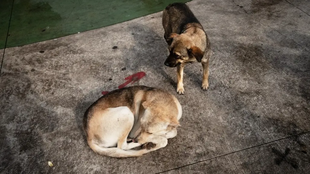 Van por creación de Policía de Protección Animal en Edomex