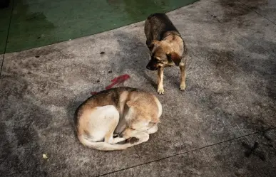 Van por creación de Policía de Protección Animal en Edomex