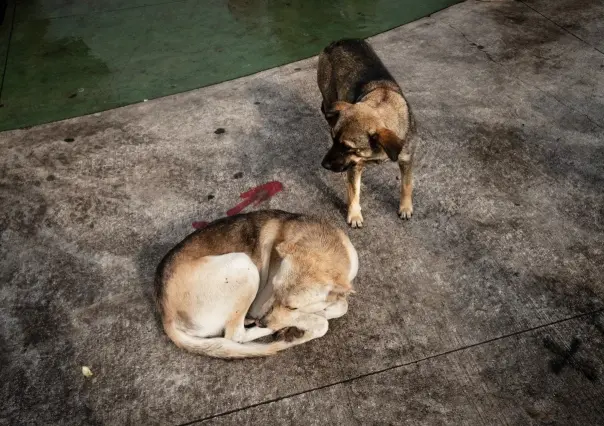 Van por creación de Policía de Protección Animal en Edomex