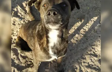 Comunidad Patitas La Paz busca hogares para sus ‘lomitos’: ¿Cómo ayudar?