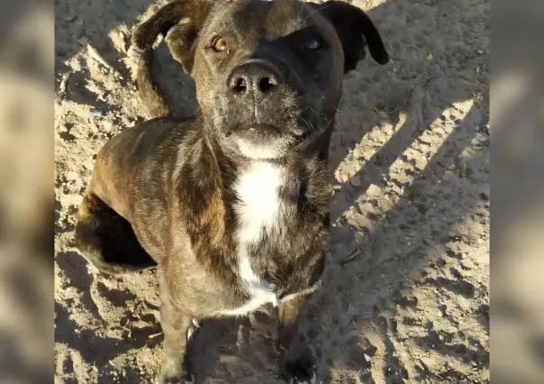 Comunidad Patitas La Paz busca hogares para sus ‘lomitos’: ¿Cómo ayudar?