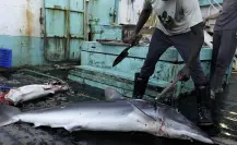 La Paz, BCS de antaño: de la extracción de perlas a la caza de tiburones