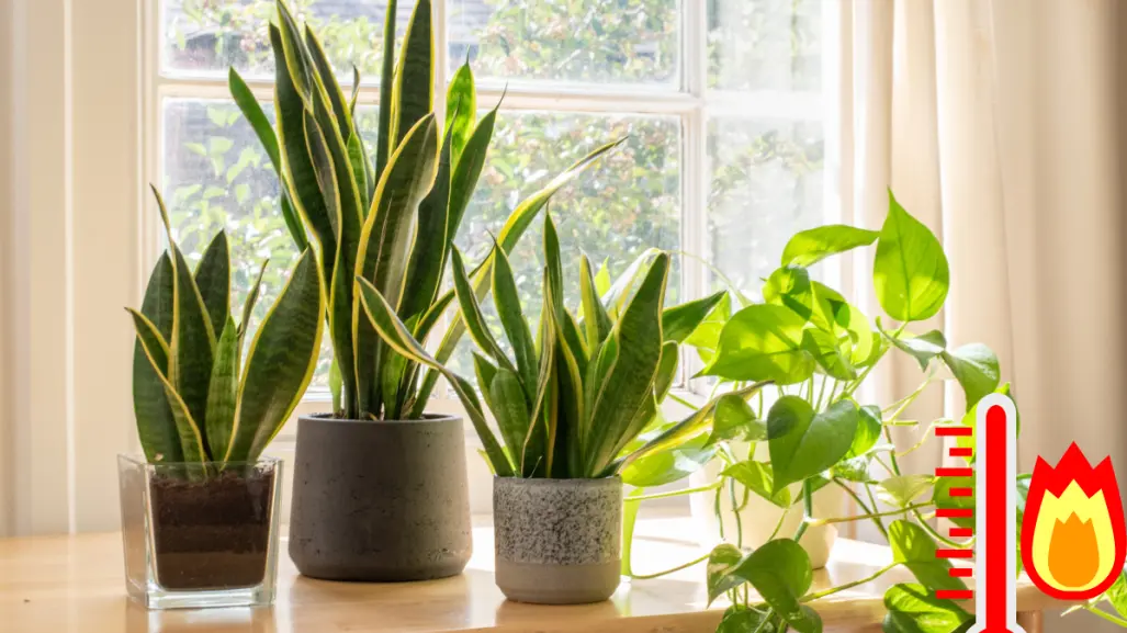 ¿Cansado del calor? Estas plantas te ayudarán a reducirlo en tu casa