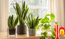 ¿Cansado del calor? Estas plantas te ayudarán a reducirlo en tu casa