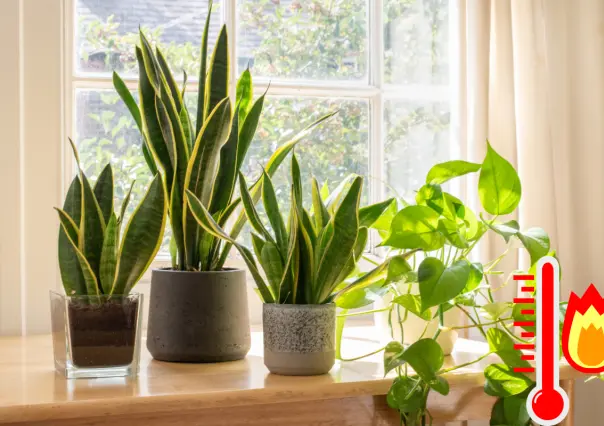 ¿Cansado del calor? Estas plantas te ayudarán a reducirlo en tu casa